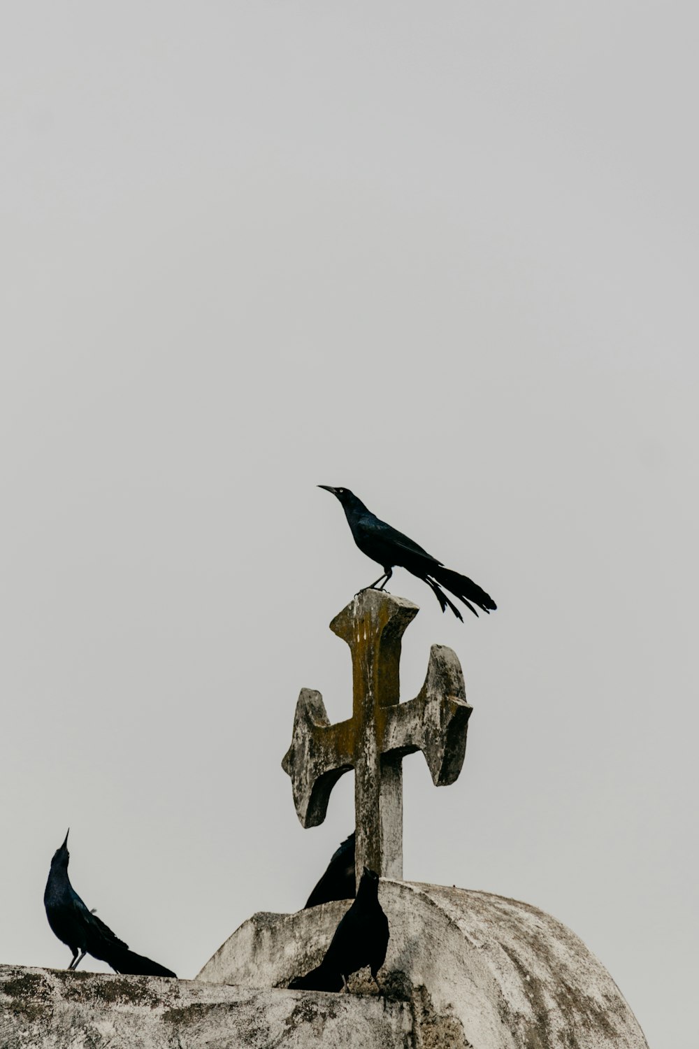 corvo su croce di cemento bianco