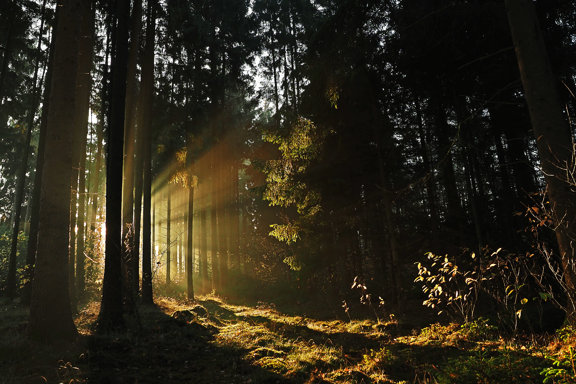 Sonnenstrahlen fallen durch einen sattgrünen Wald