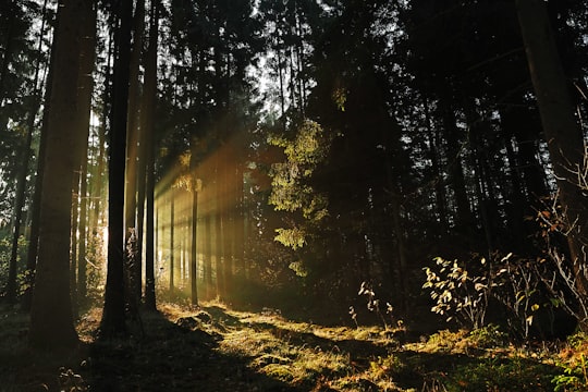 sun rays piercing through trees in Bergen-Hohne Germany