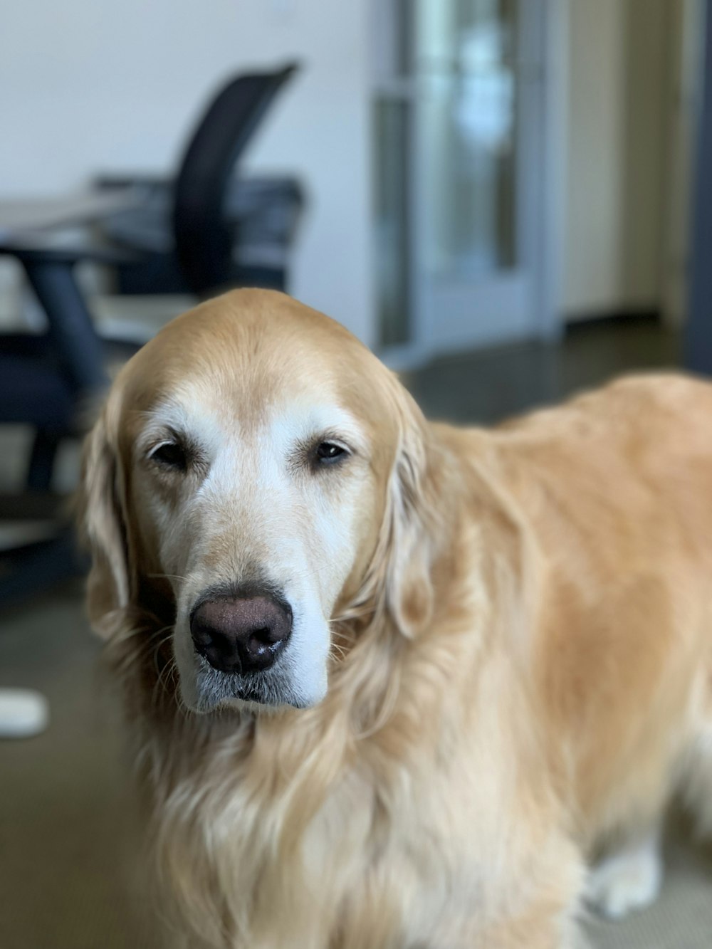 short-coated tan dog near chair