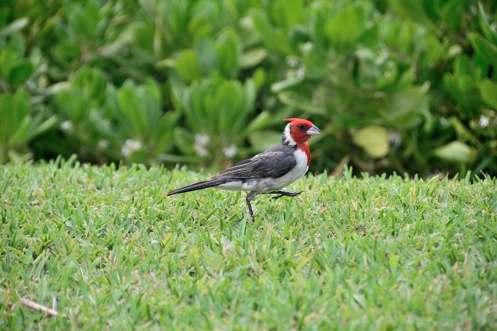 gray, white and red bird standing on grass field during daytime