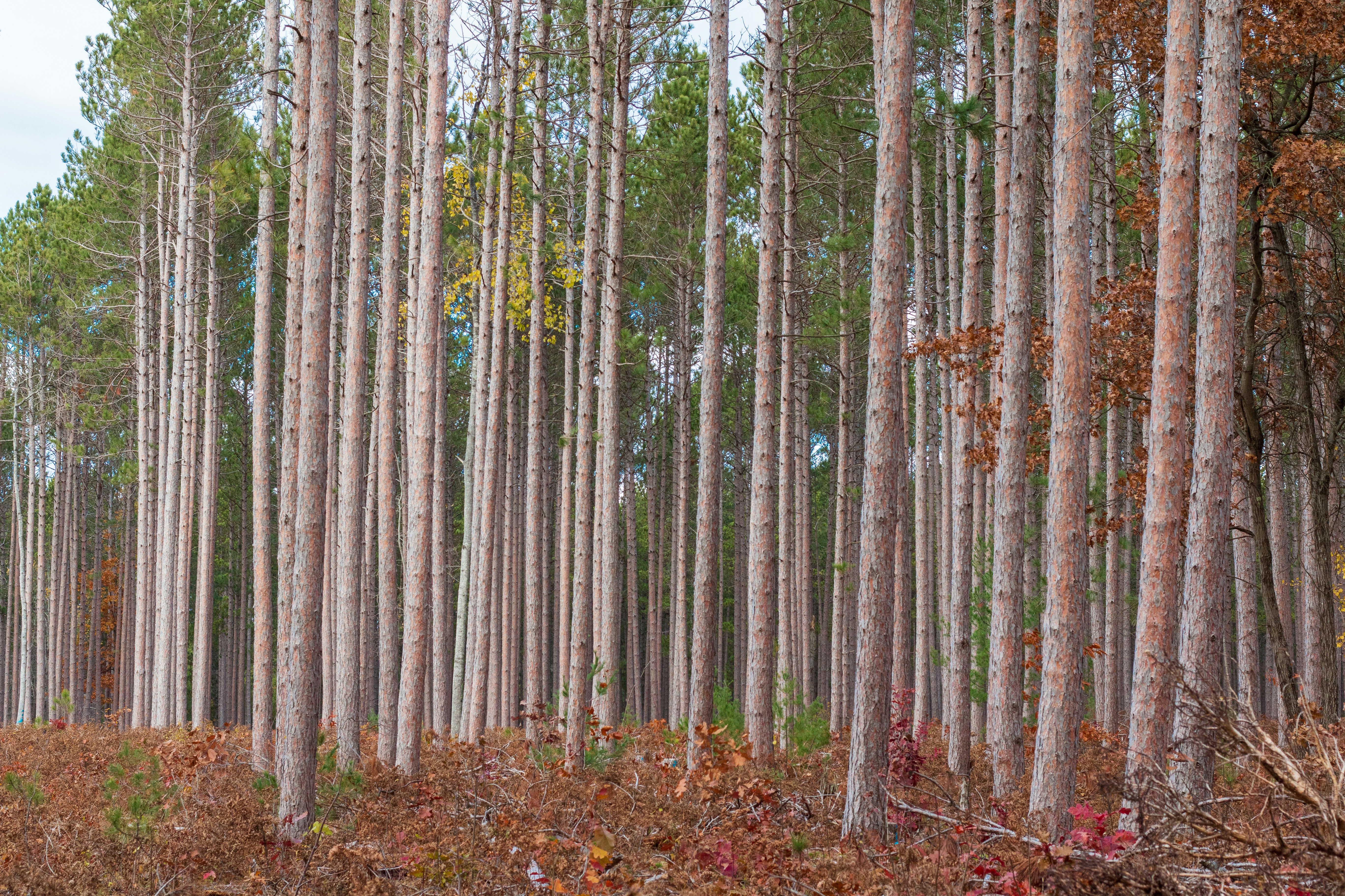 Photo by jonathanmast