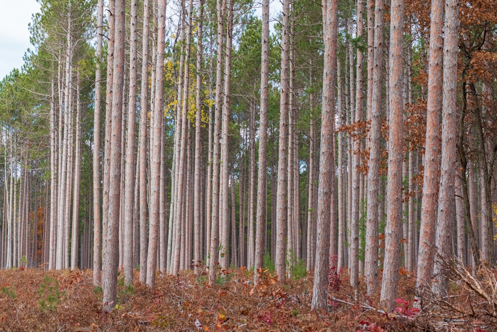 brown-and-green trees