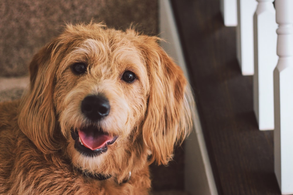 long-coated brown dog on stairs