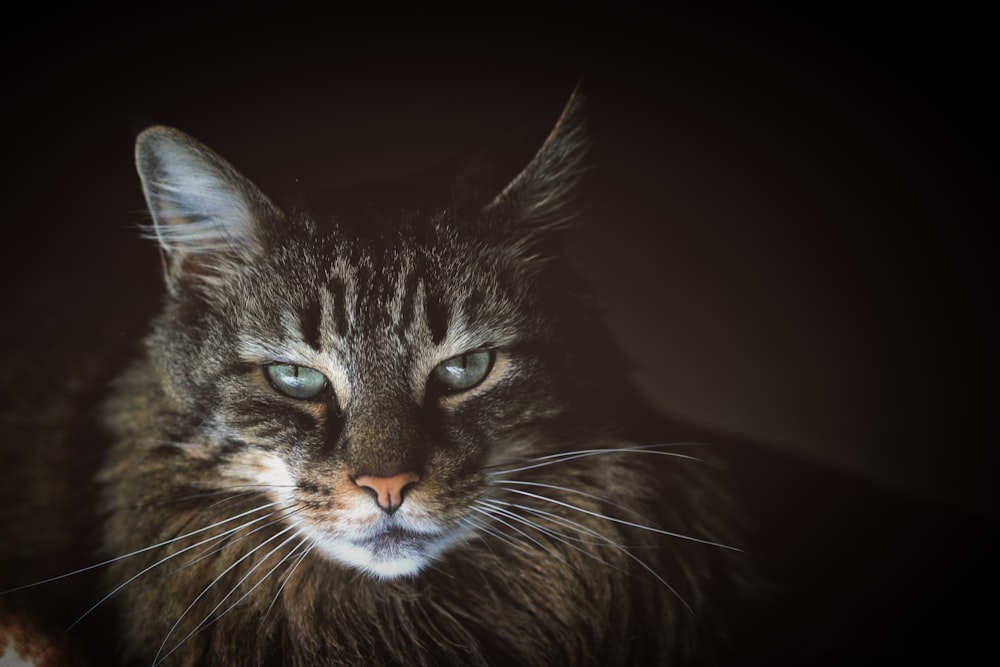 茶色のメインクーン猫のクローズアップ写真