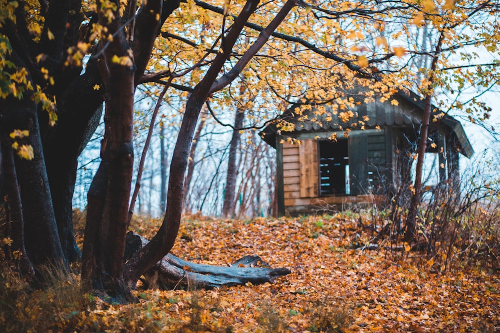 black house surrounded by trees