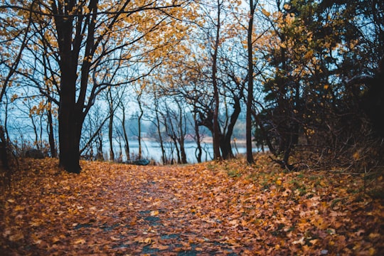 yellow-leafed trees in St. John's Canada