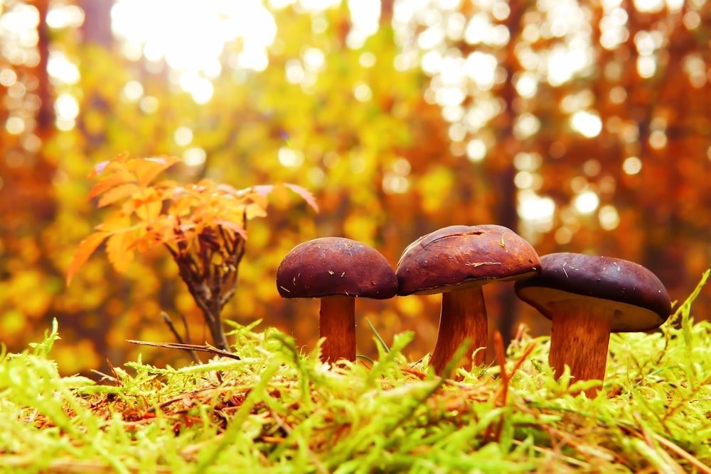 selective focus photography of three mushrooms