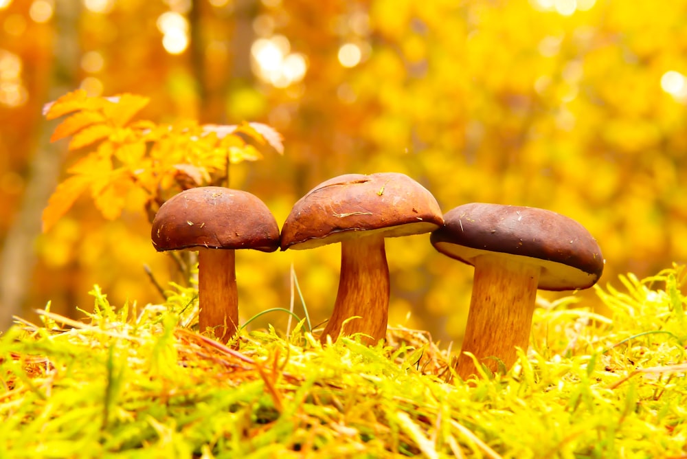 three mushrooms in forest