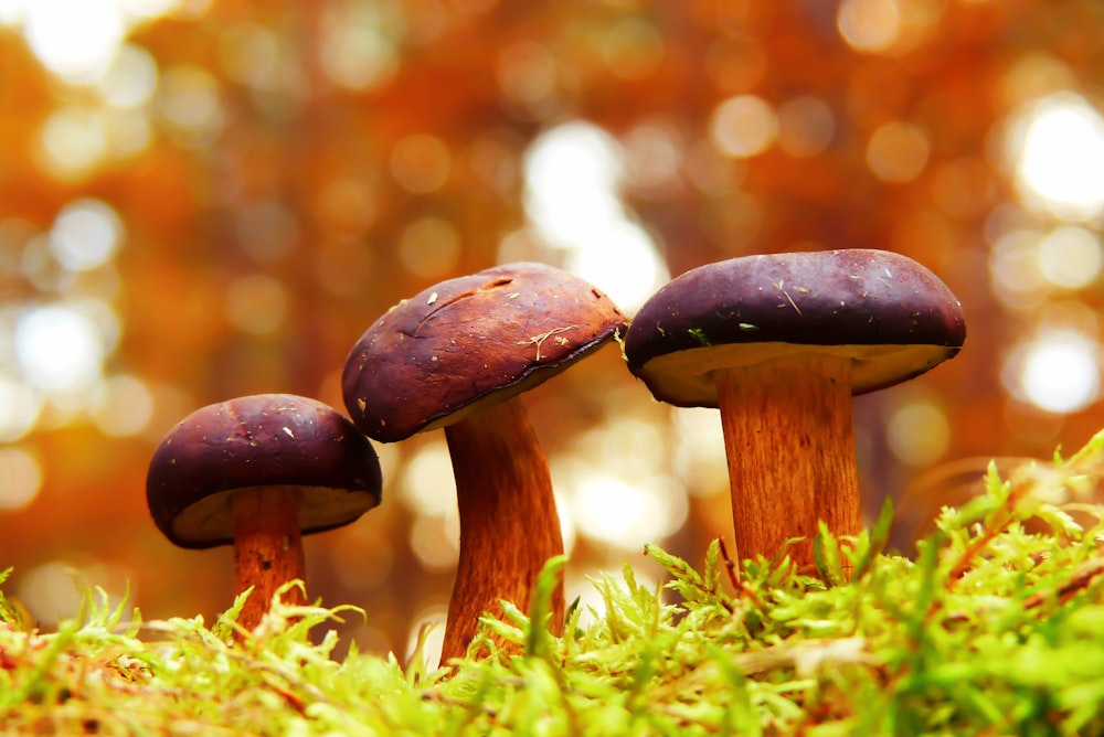 Selektive Fokusfotografie von Pilzen