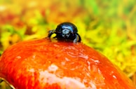 A tiny beetle perched on a delicate mushroom stem among fallen leaves.