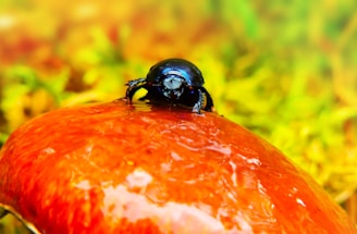 A tiny beetle perched on a delicate mushroom stem among fallen leaves.