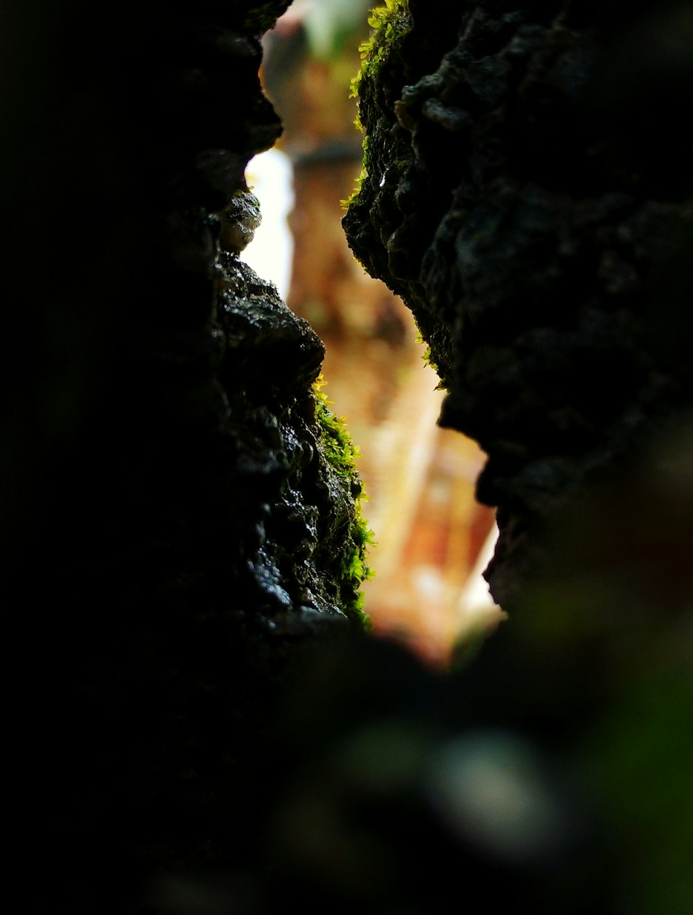 a close up of moss growing on a rock