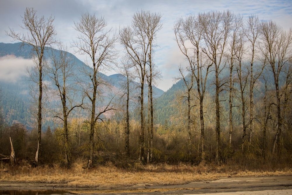 Fotografía de paisaje de árboles desnudos