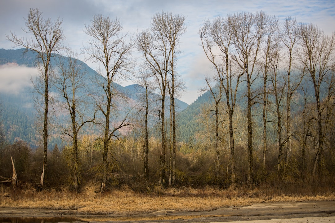 Forest photo spot 38802 BC-7 Langley