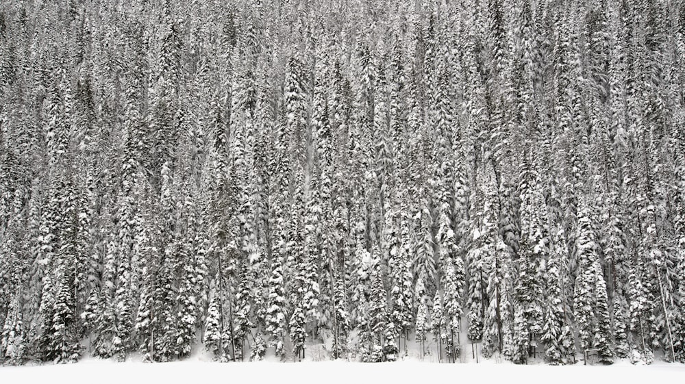 pine trees covered in snow