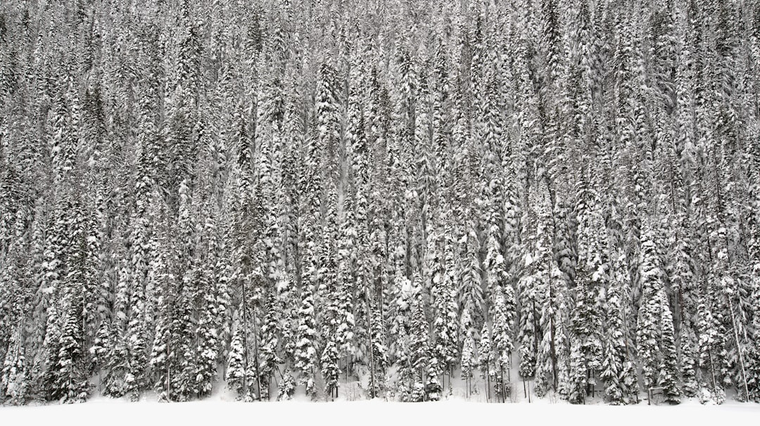 Forest photo spot Lightning Lake Loop Manning Park