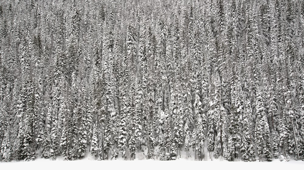 des pins couverts de neige