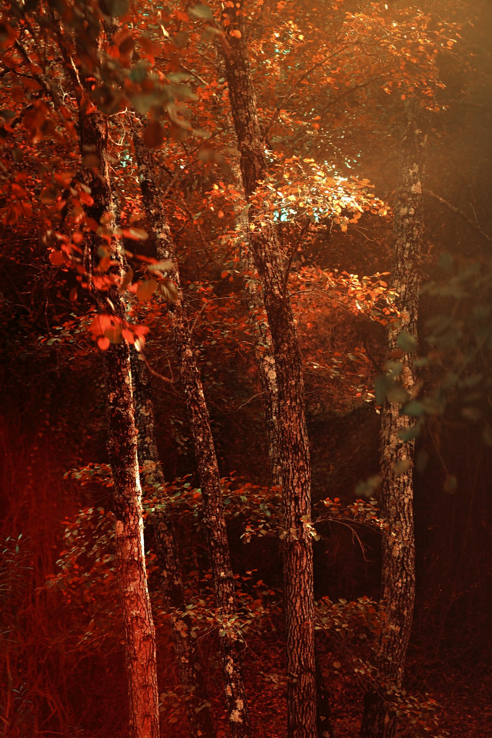 shallow focus photo of brown trees