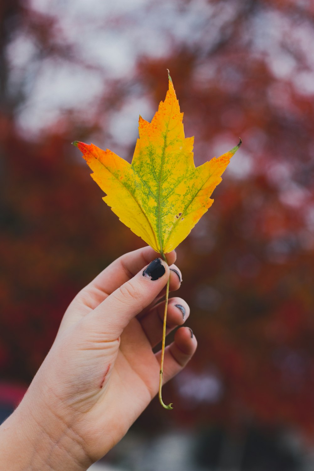 selective focus photography of yellow leaf