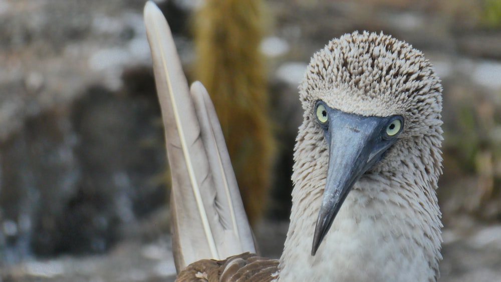 white and brown bird