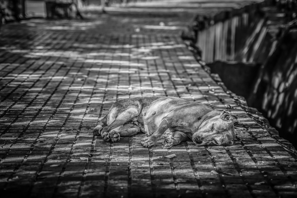 grayscale photo of short-coated dog lying on road