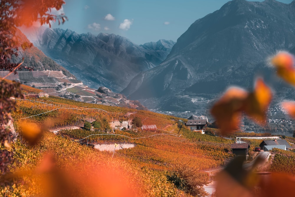 green field and houses near mountains at daytime