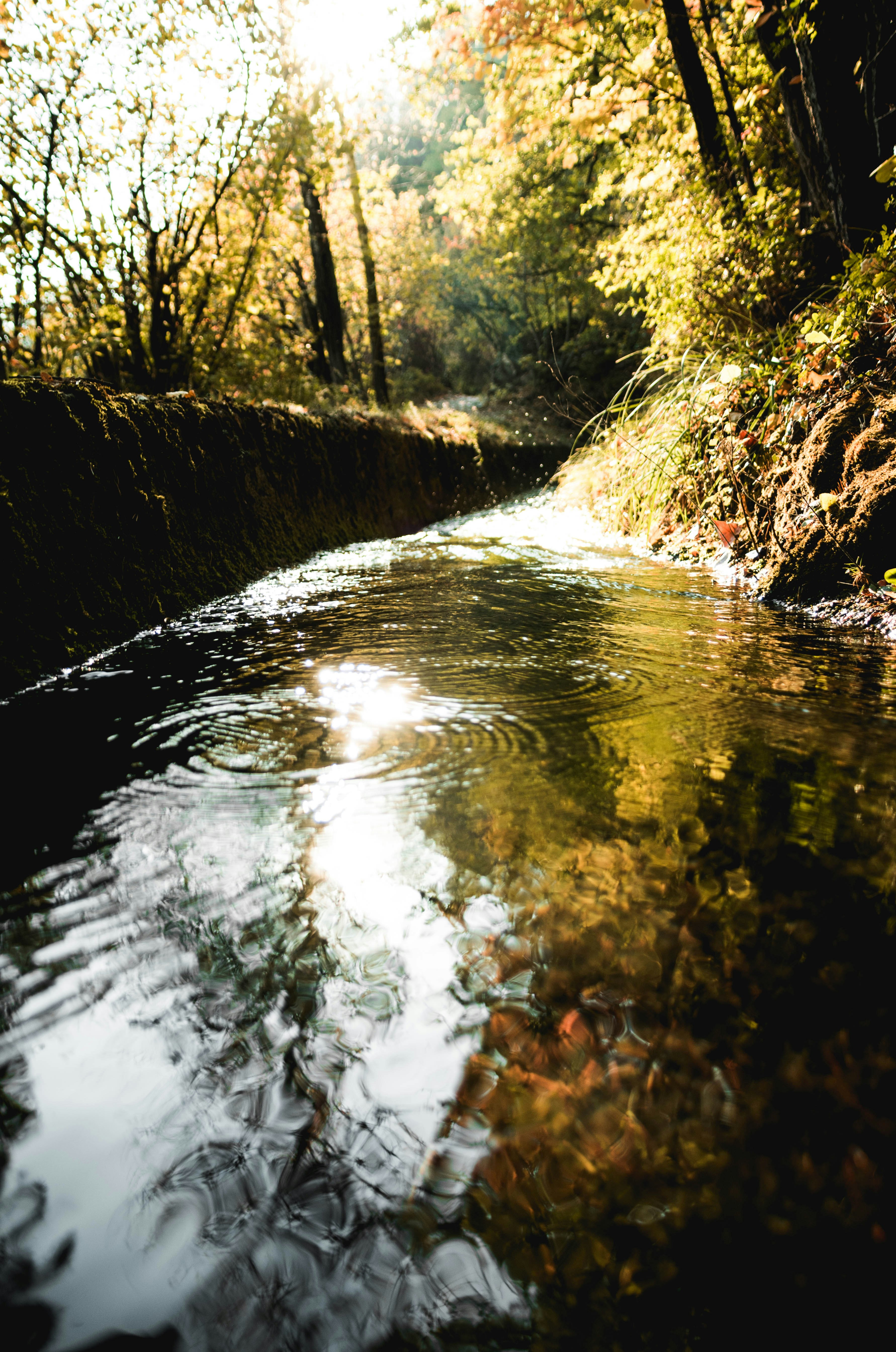 green leafed trees lined river during daytime