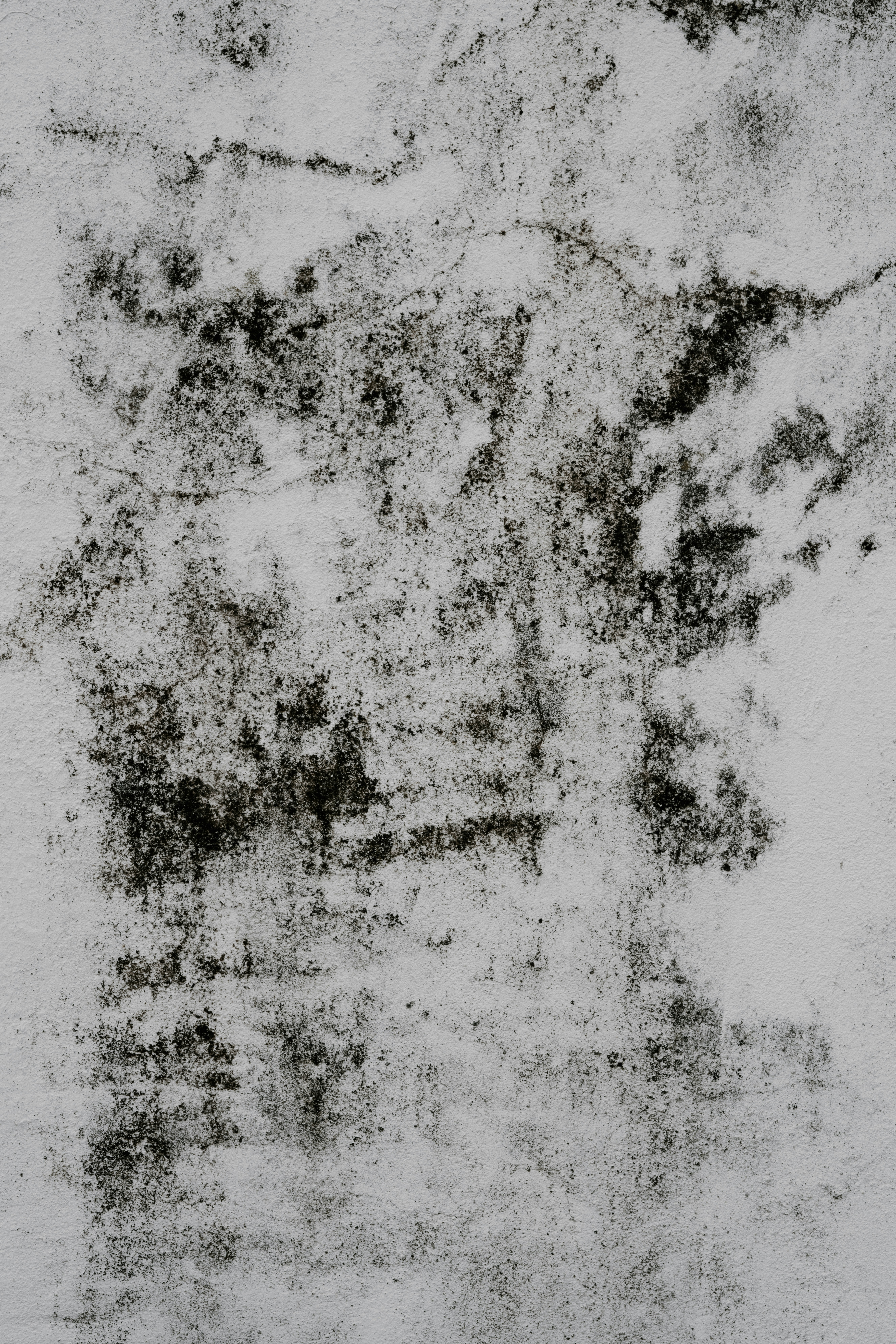 Mold Removal