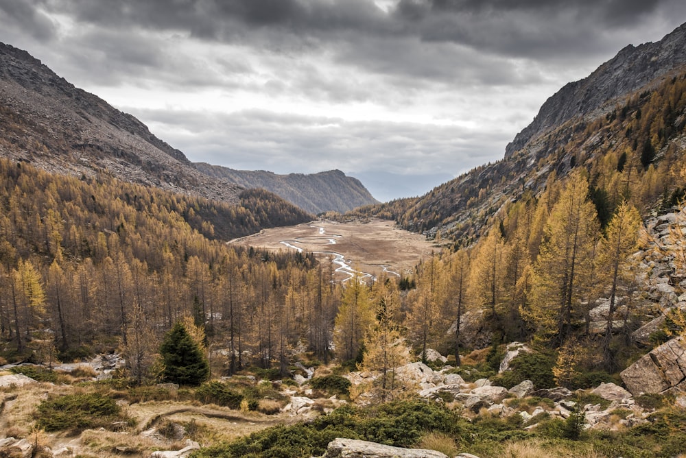 bird's eye view photography of trees near mountains