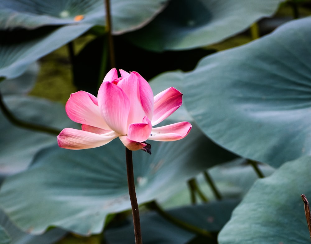 Fotografía de enfoque selectivo de flor de loto rosa en flor