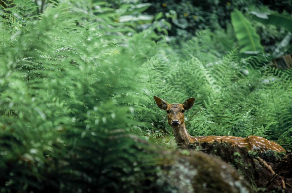 biche assise sur de l’herbe verte