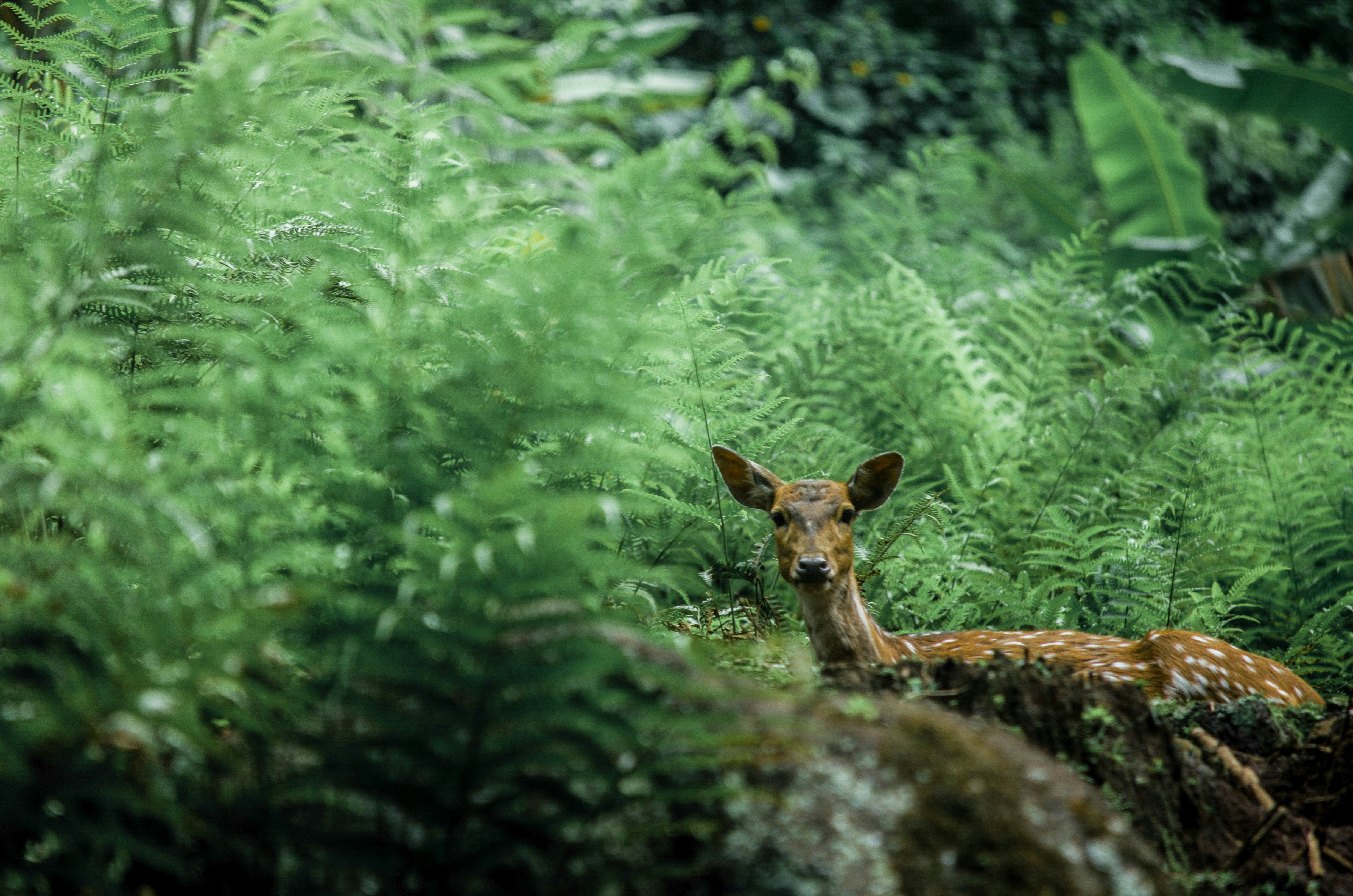 doe sitting on green grass