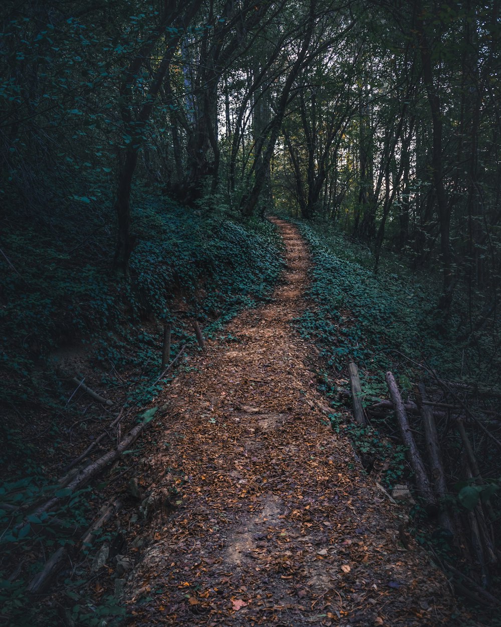 pathway on forest