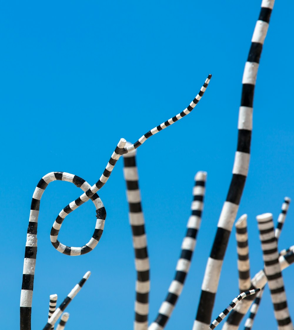 white and black striped straw