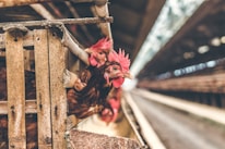 Several brown chickens with red combs peek from their cages in a poultry farm. They are closely packed within the wooden and metal enclosure. The background reveals a long, narrow aisle lined with similar cages on either side, fading into a soft focus.