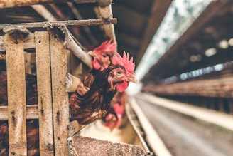 Several brown chickens with red combs peek from their cages in a poultry farm. They are closely packed within the wooden and metal enclosure. The background reveals a long, narrow aisle lined with similar cages on either side, fading into a soft focus.