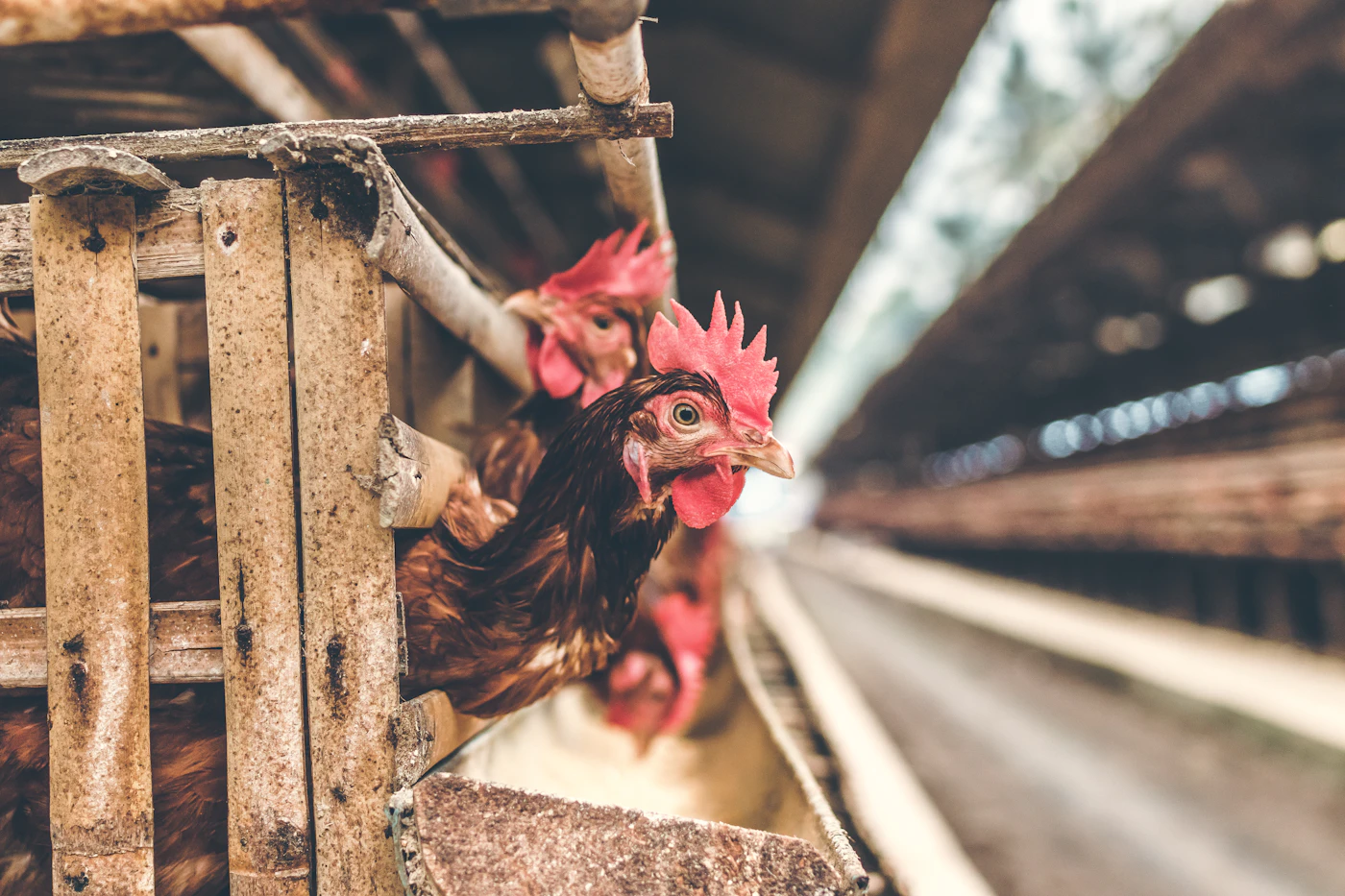 Poultry