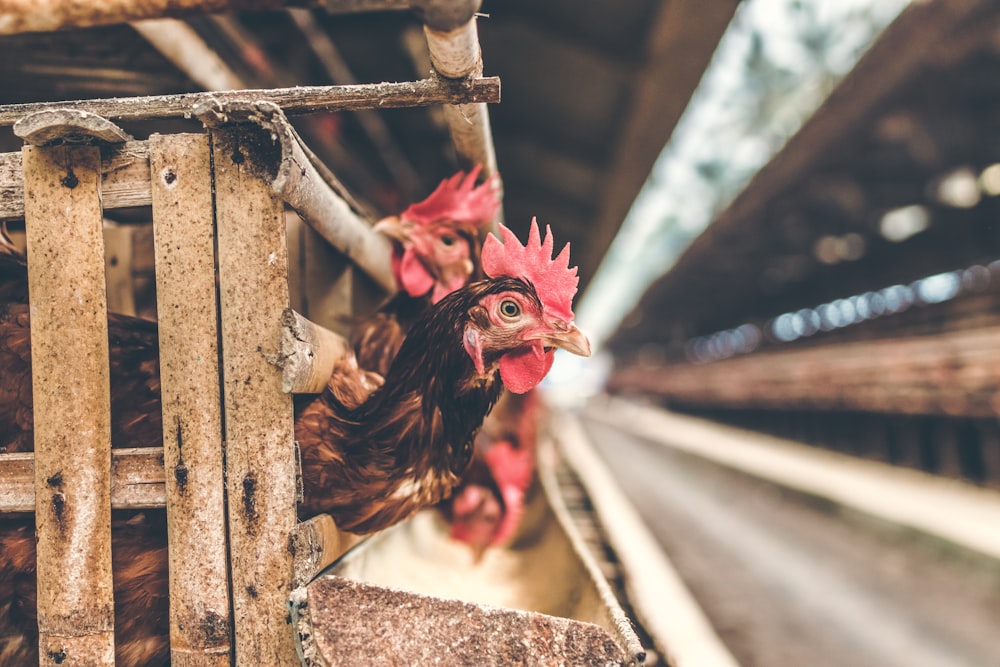 two brown chickens sticks heads out from coop