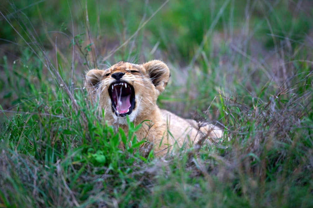 brown tiger cub on green field