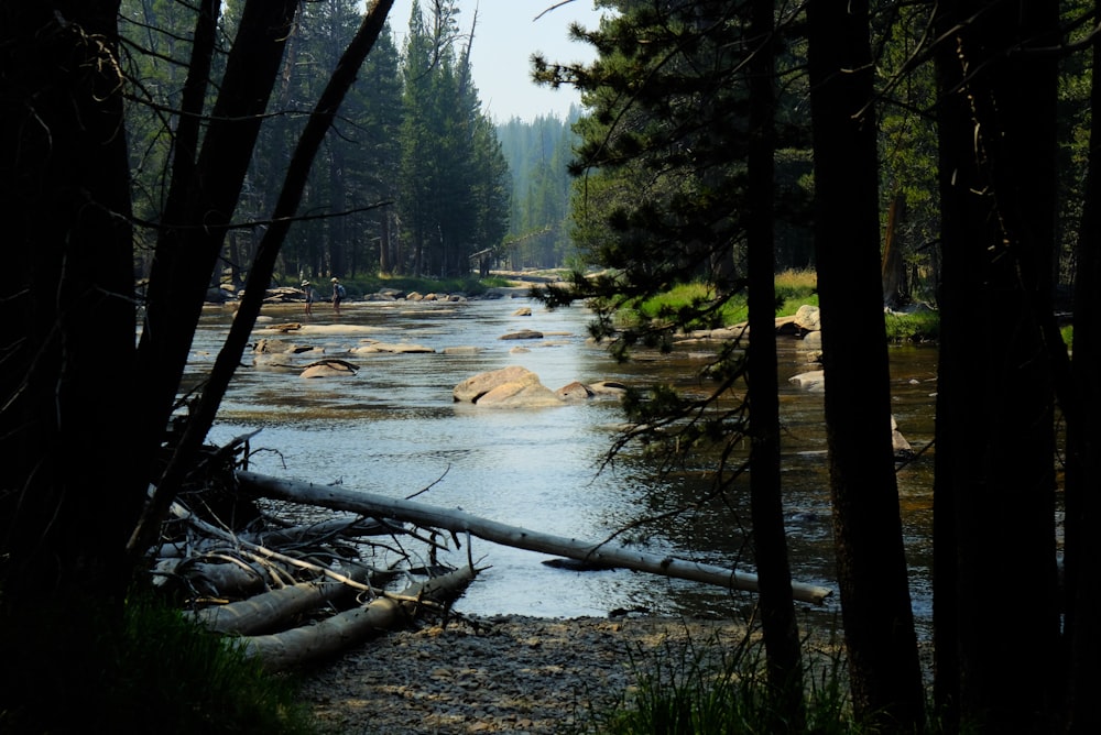 river flows between green trees at daytime