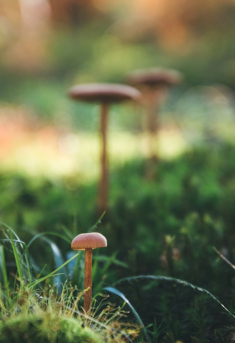 close-up photography of brown mushroom