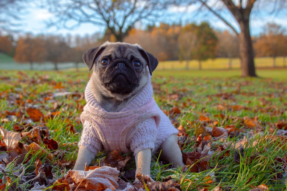 Pug con traje rosa sobre hierba