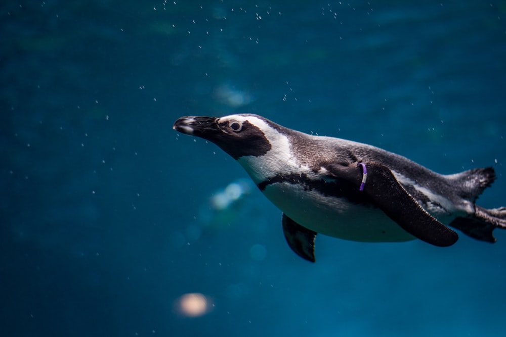 Pinguino in bianco e nero nella fotografia subacquea
