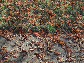 A collection of dry, brown leaves scattered across a green grass lawn and an asphalt path.