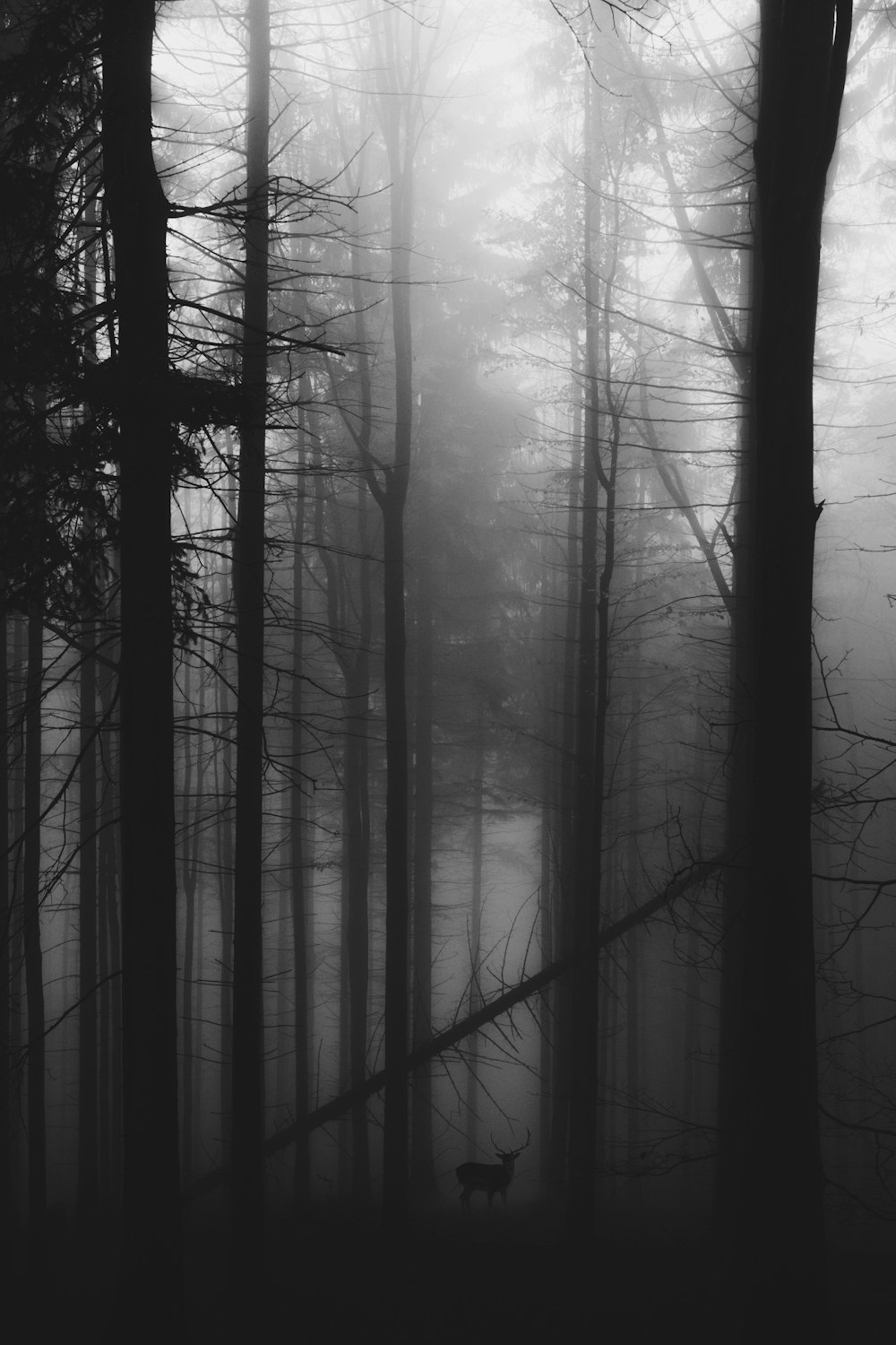 Rehe in der Nähe hoher Bäume, die in Nebel gehüllt sind