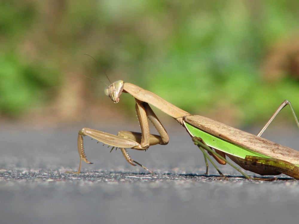 Mantis religiosa marrón y gris sobre superficie de hormigón