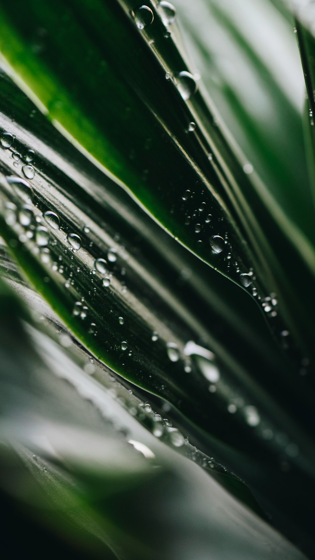 selective focus photography of water dew on green leafed plant