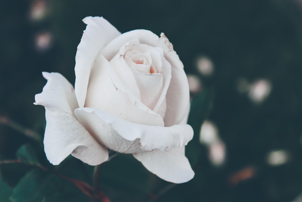 Selektive Fokusfotografie der weißen Rosenblüte