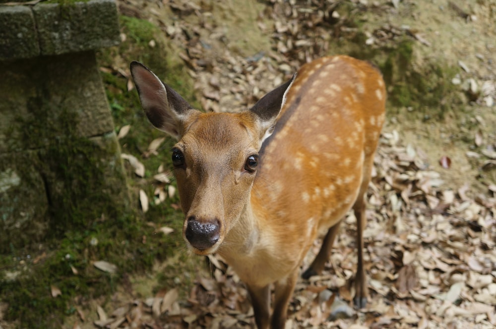 brown deer standing beside concrete wall